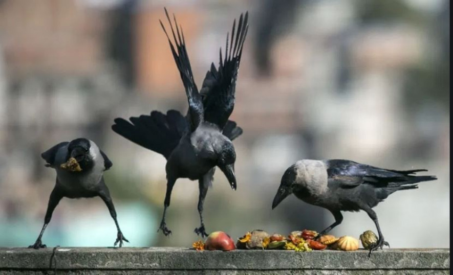 यमपञ्चकको दोस्रो दिन आज काग तिहार मनाइँदै